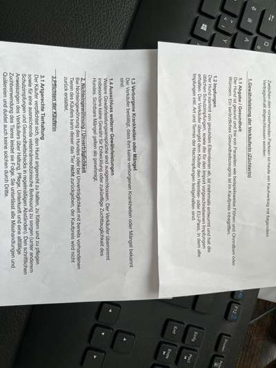 Überbiss beim Welpe-Beitrag-Bild