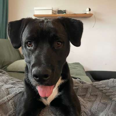 Hundetreffen-Spielfreunde gesucht-Bild