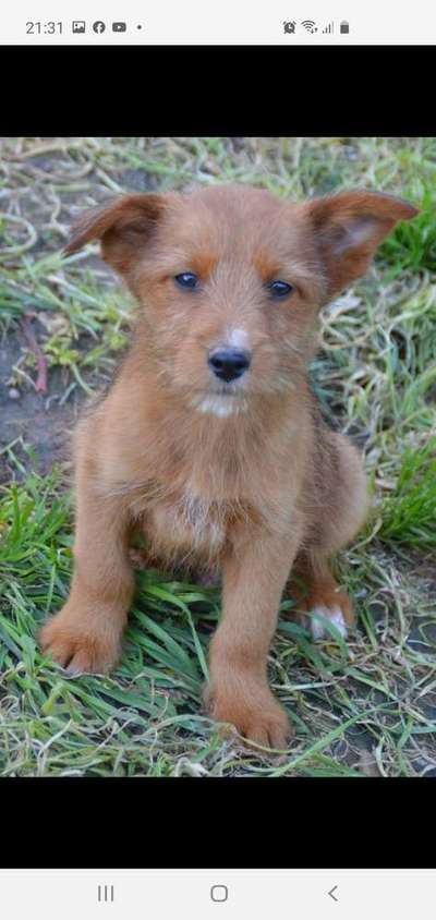 Welpen Bilder !-Beitrag-Bild