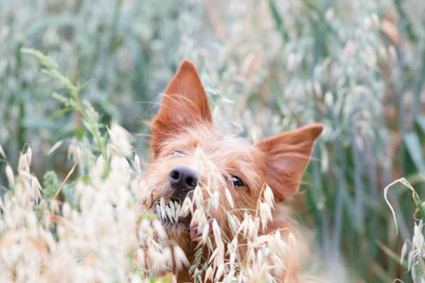 Foto's und Hundemodels-Beitrag-Bild