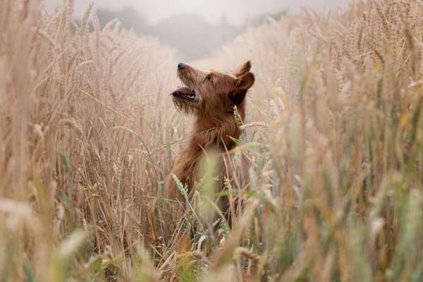 Foto's und Hundemodels-Beitrag-Bild