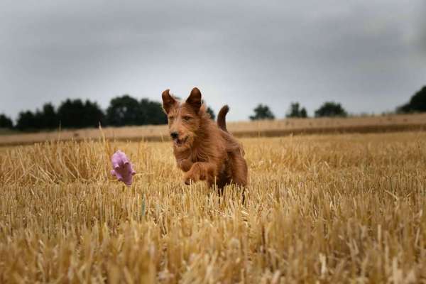 Foto's und Hundemodels-Beitrag-Bild