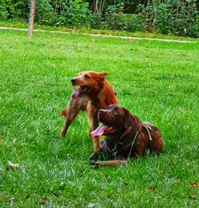 Bester Freund, Hundekumpel - zeigt her!-Beitrag-Bild