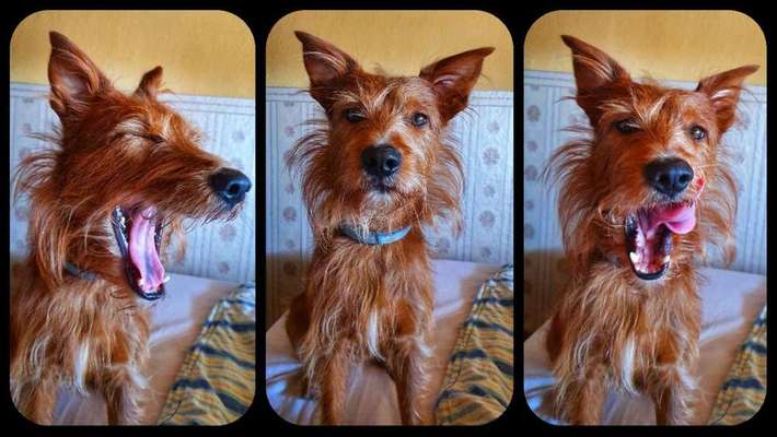 Hunde Memes-Beitrag-Bild