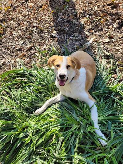 Auslandstierschutz-Beitrag-Bild