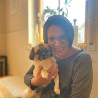 Hundetreffen-Gassi mit kleinen Hunden-Bild