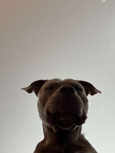 Hundetreffen-Social Walk-Bild