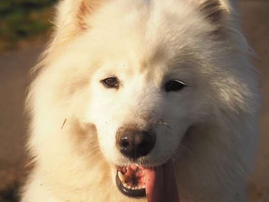 Dogorama Photo Challenge - Hundeblick zum hinschmelzen-Beitrag-Bild