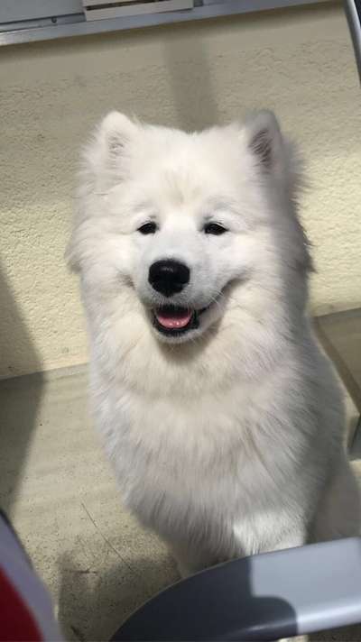 Samojede-Beitrag-Bild