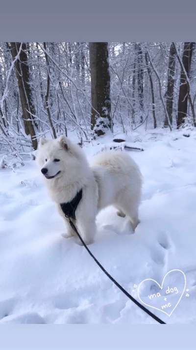 Nordische Hunde-Beitrag-Bild