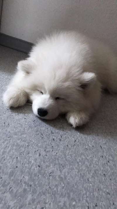 Welpen Bilder !-Beitrag-Bild