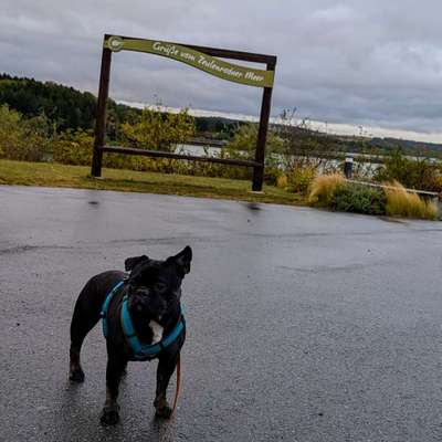 Hundetreffen-Treffen zur Gassi Runde-Bild