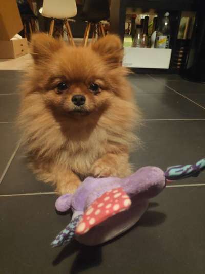 Pomeranian-Beitrag-Bild