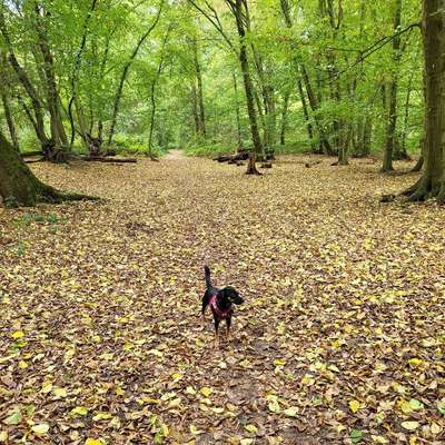 Hundetreffen-Suche Spielgefährten-Bild