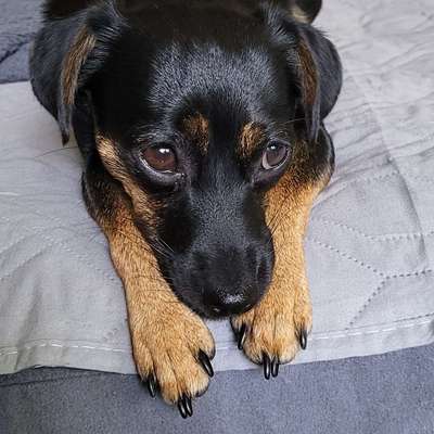 Hundetreffen-Suche Spielgefährten