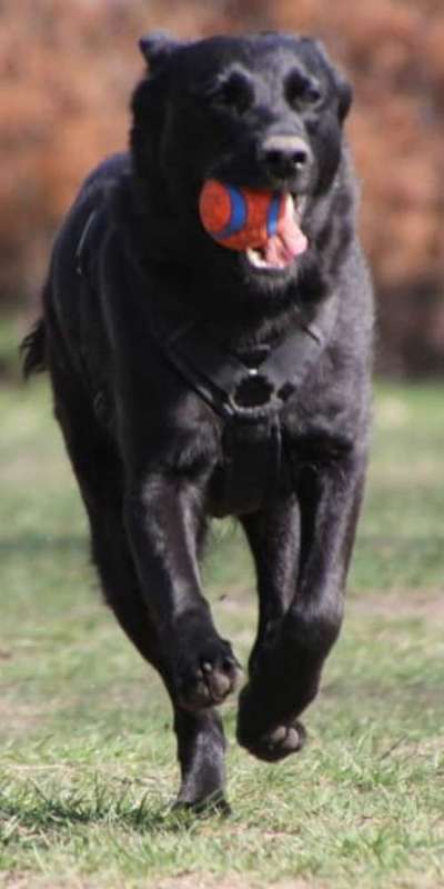 Hund aus dem Spanischen Tierschutz-Beitrag-Bild