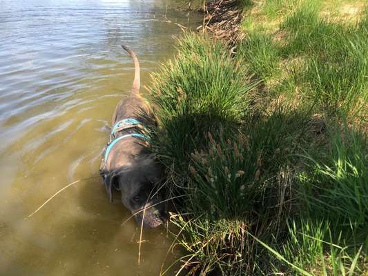 Hundetreffen-Gassi-Kumpels/Kumpelinen gesucht 🐶-Bild