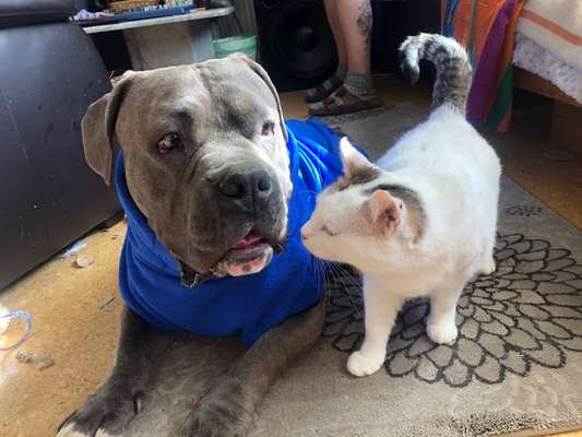 Hund und Katz Momente-Beitrag-Bild