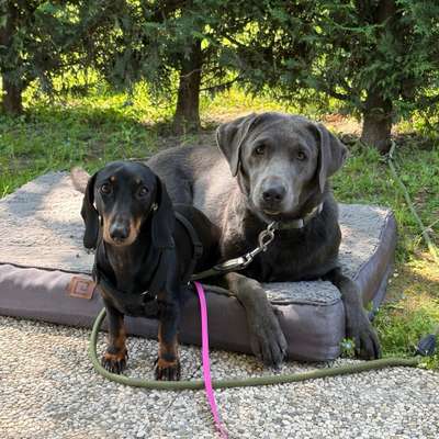 Hundetreffen-Lust auf ein Play Date?-Bild