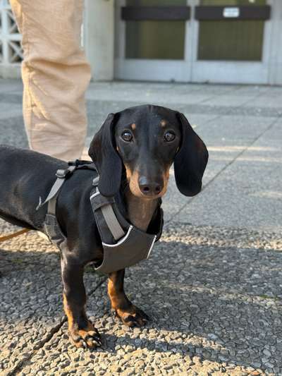 Hundetreffen-Spielgefährten / Welpen gesucht-Bild