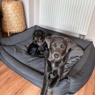 Hundetreffen-Lust auf ein Play Date?-Bild