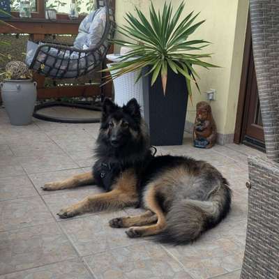 Hundetreffen-Spielkameraden gesucht 😊-Bild