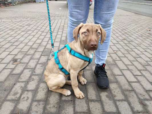 Kleine Hunde ganz Groß-Beitrag-Bild