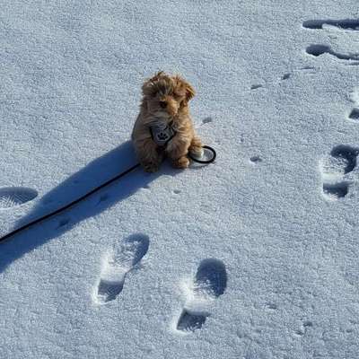 Hundetreffen-Welpentreffen Meschede-Bild