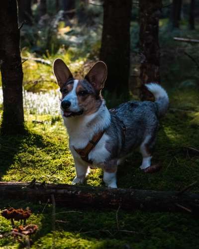 Corgis und ihre persönlichen Hofangestellten-Beitrag-Bild