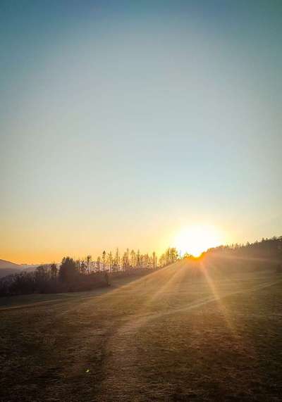 Die wunderschöne Welt mit Hund.-Beitrag-Bild