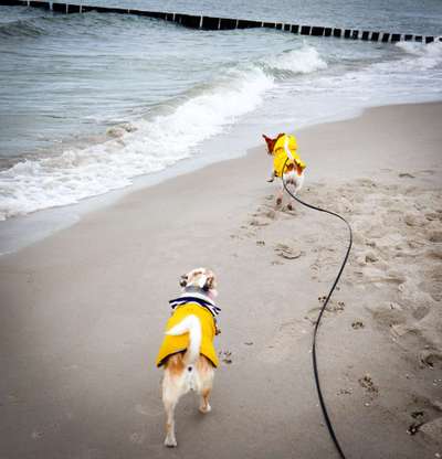 Mehrhundehaltung oder Einzelhund?-Beitrag-Bild
