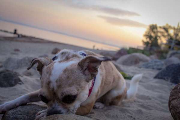 Die Dogorama Wochen Challenge: “Dein Hund im Urlaub”-Beitrag-Bild