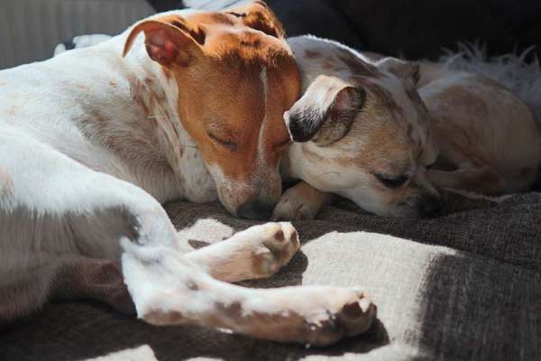 Mehrhundehaltung oder Einzelhund?-Beitrag-Bild
