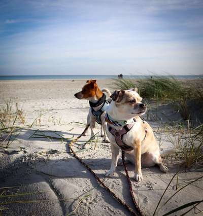 Mehrhundehaltung oder Einzelhund?-Beitrag-Bild