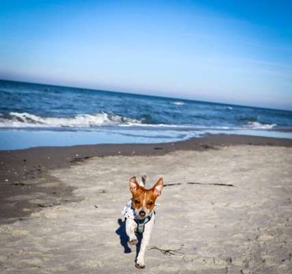 Dogorama Photo Challenge - Tierischer Urlaub-Beitrag-Bild