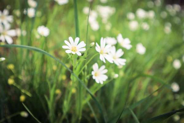 Die wunderschöne Welt mit Hund.-Beitrag-Bild