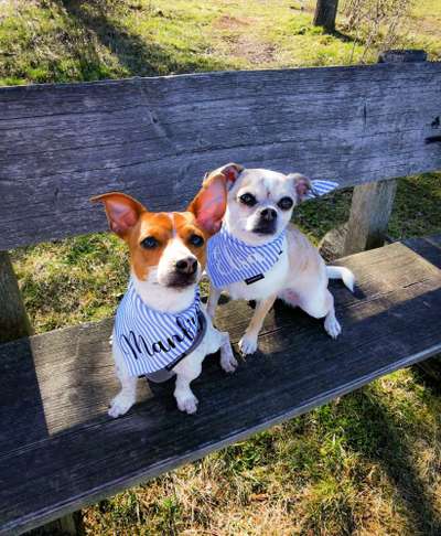 Mehrhundehaltung oder Einzelhund?-Beitrag-Bild