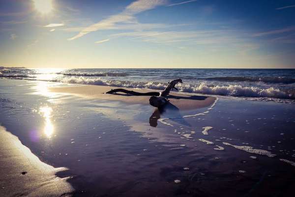 Die wunderschöne Welt mit Hund.-Beitrag-Bild