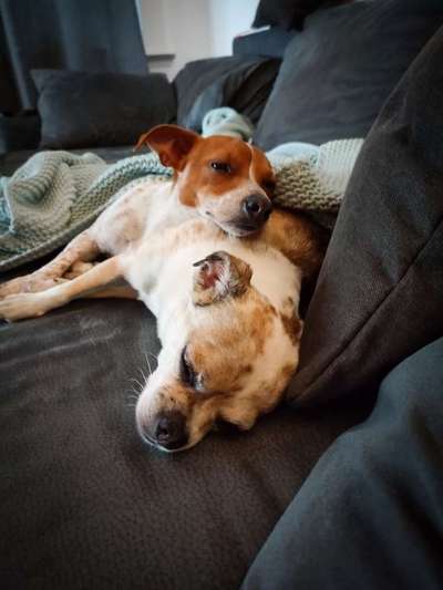 Bester Freund, Hundekumpel - zeigt her!-Beitrag-Bild