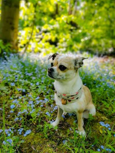 Die Dogorama Monats Challenge "Es grünt und blüht"-Beitrag-Bild