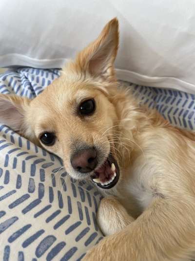 Dogorama Photo Challenge - Einmal lächeln bitte-Beitrag-Bild