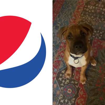 Wie heißt dein Hund?-Beitrag-Bild