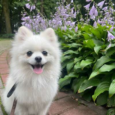 Hundetreffen-Gassi treffen-Bild