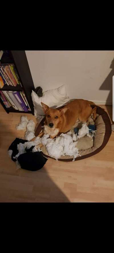 Fotosammlung: ,,Der natürliche Hund" Unbearbeitet, ungestellt und in Natura-Beitrag-Bild