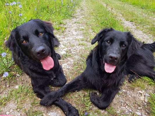 Die Dogorama Kalender Challenge Titelbild-Beitrag-Bild