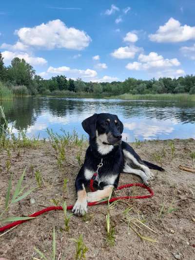 Die Dogorama Kalender Challenge 4/4-Beitrag-Bild