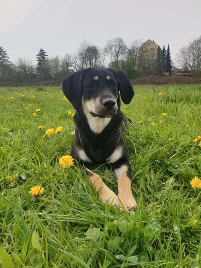 Die Dogorama Kalender Challenge Titelbild-Beitrag-Bild