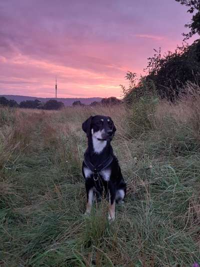 Die Dogorama Wochen Challenge-Beitrag-Bild