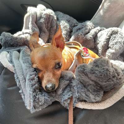 Hundetreffen-Wir würden uns gerne mit kleinen Hunden ab dem Alter von ca 5 Jahre aufwärts treffen um einen gemein-Bild