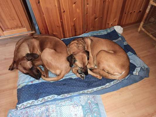 Rhodesian Ridgeback-Beitrag-Bild